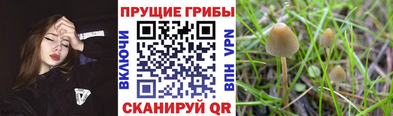Псилоцибиновые грибы Psilocybine cubensis  Купить закладки  Кропоткин 